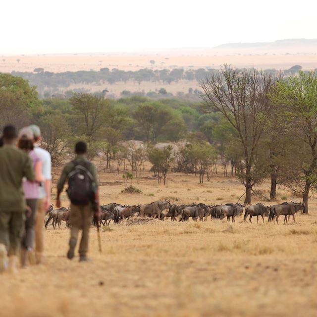 Walking Safaris 