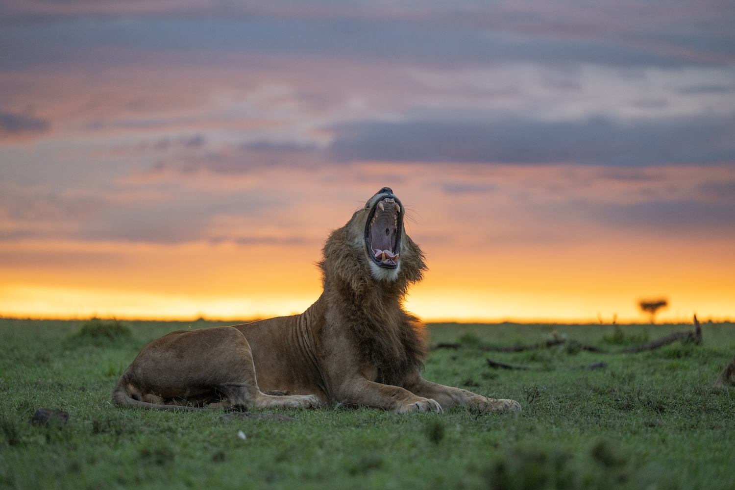 A lone lion yawns at sunset in the Masai Mara