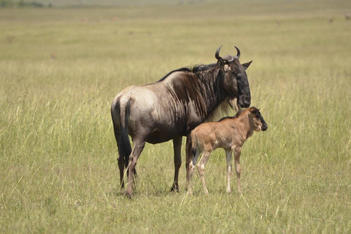 wildebeest calving during the great migration