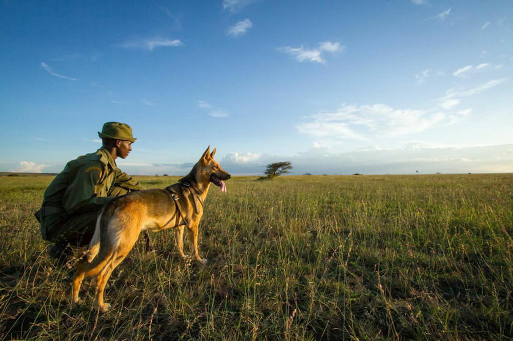 A dog and its handler surveying the plains in the Tarangire region.