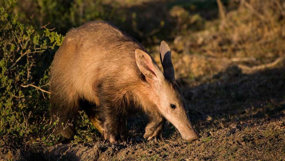 The aardvark is seldom seen during the day but makes for an exceptional nighttime encounter.