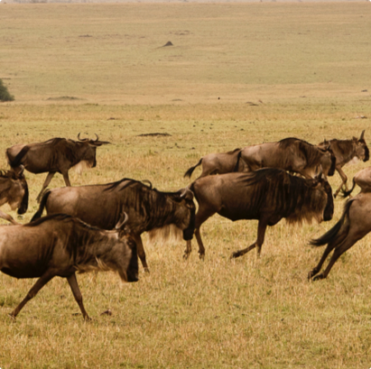 Wildebeest moving across the Serengeti