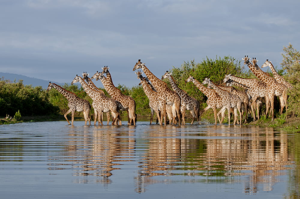 A herd of giraffe make their way across one of Nyerere National Park’s waterways.