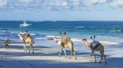 Afrochic Diani Beach Camels On The Beach