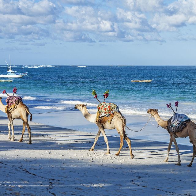 Afrochic Diani Beach Camels On The Beach