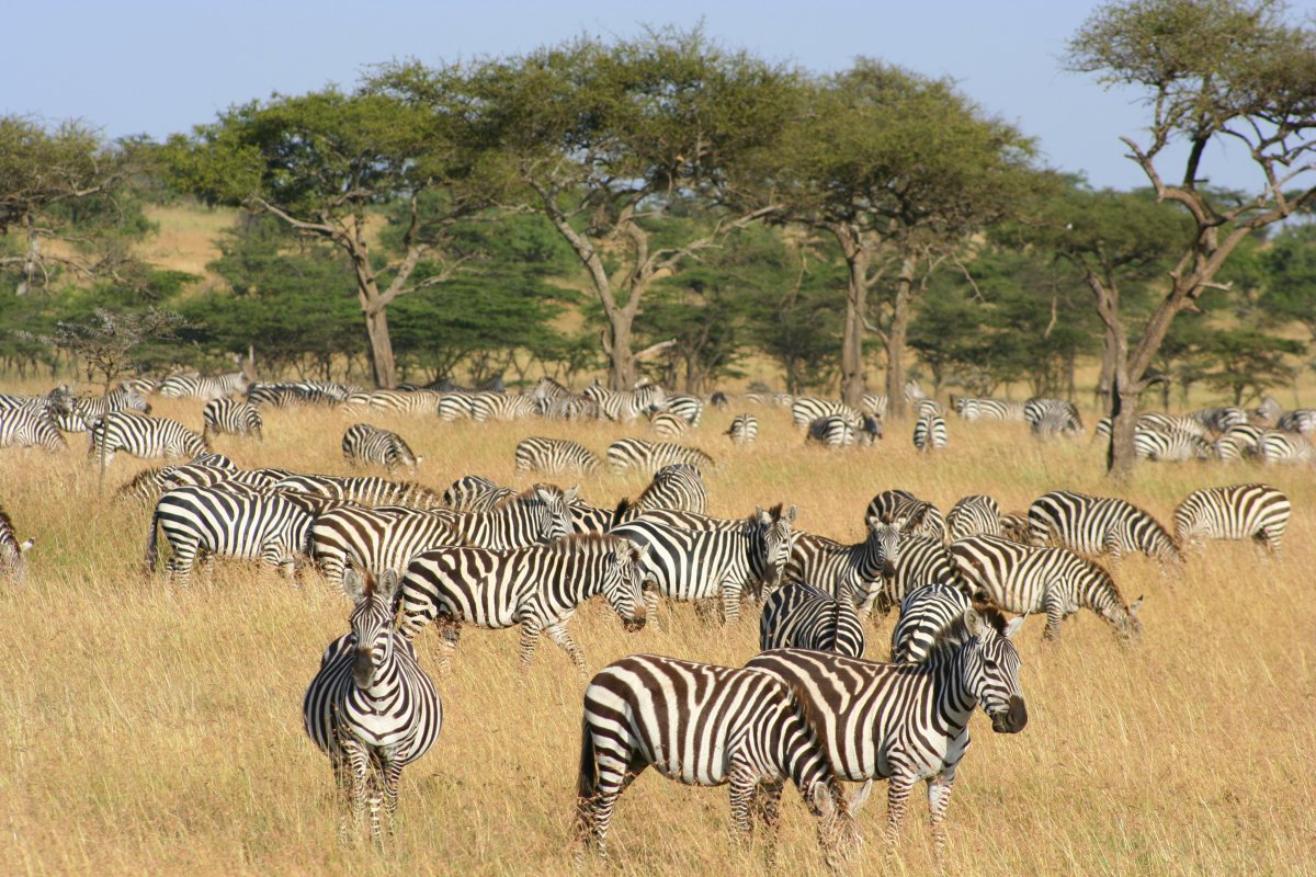 a dazzle of zebra gather during the great migration