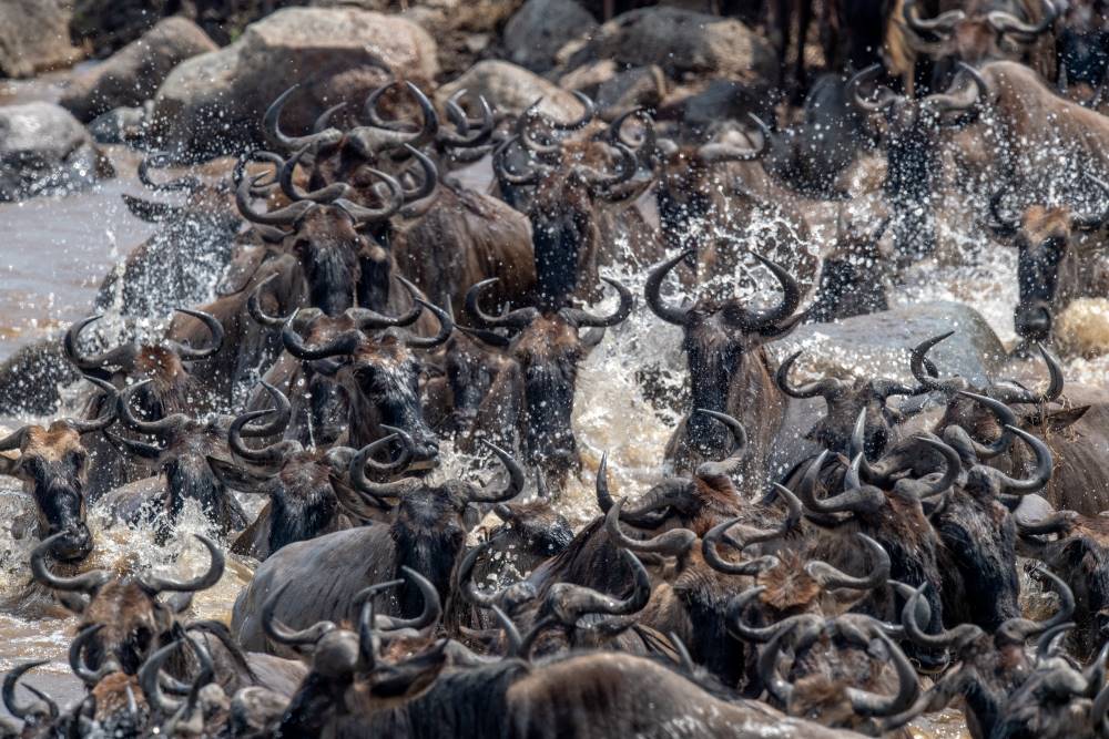 River crossings produce a frenzy of chaos and excitement as the wildebeest plunge into the Mara River.