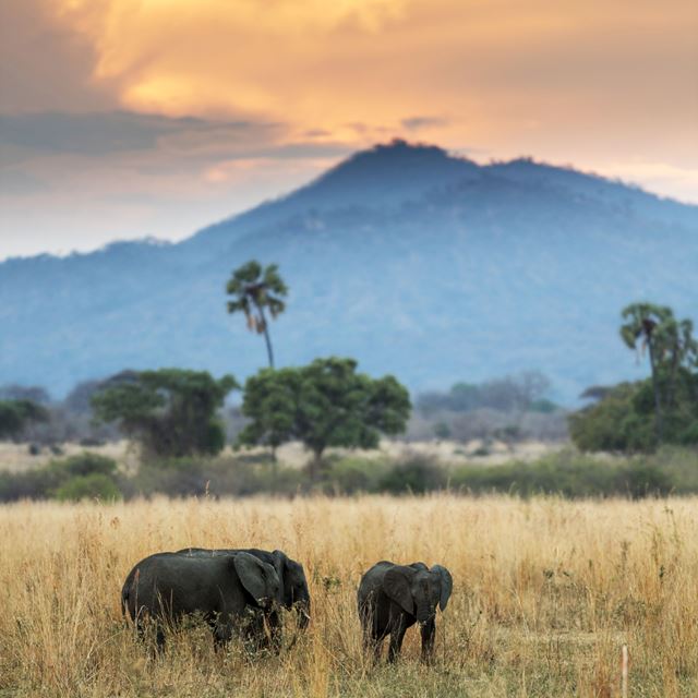 Jabali Elephant Scenic