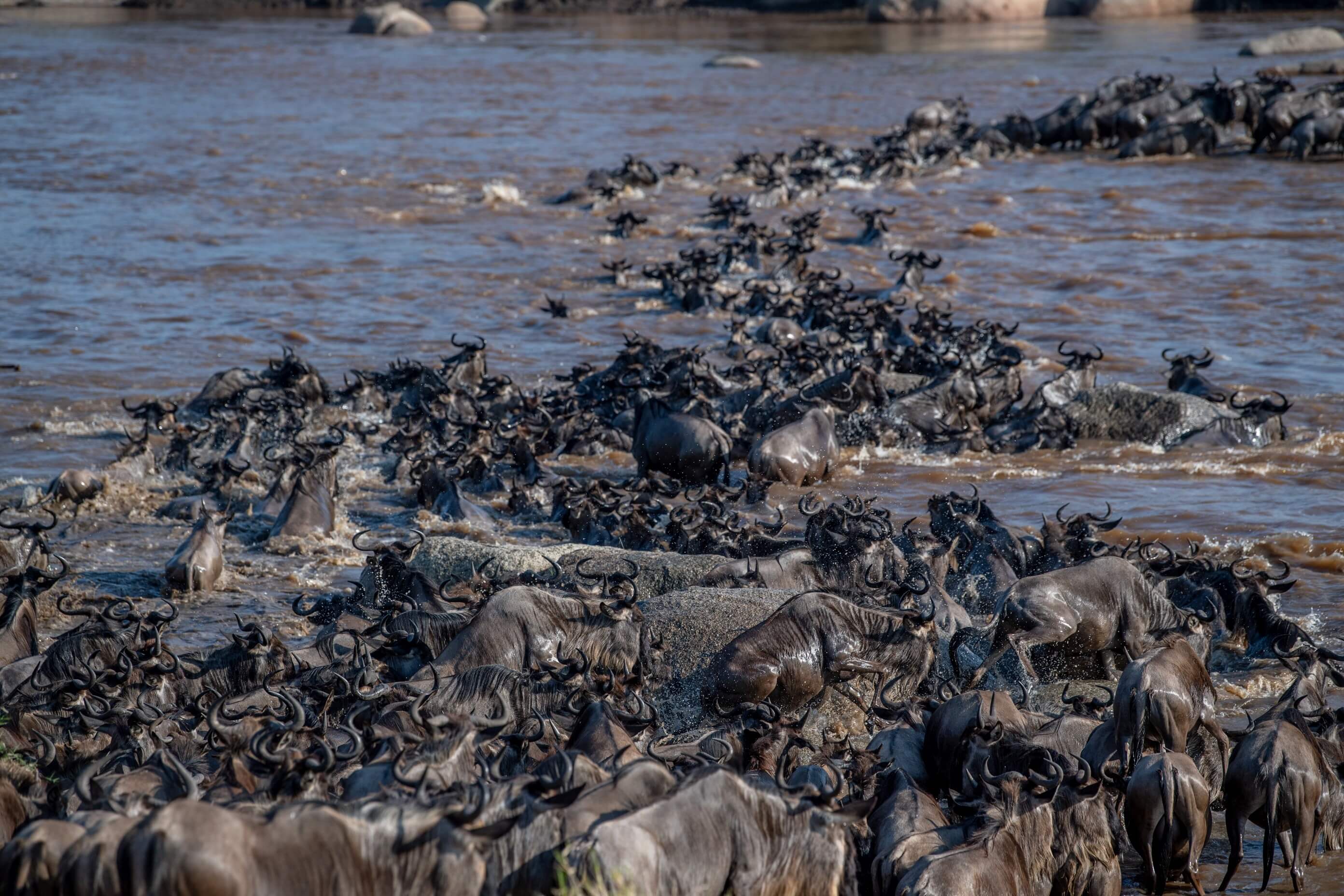 The herds of wildebeest cross rivers teeming with hungry crocodiles