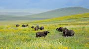 The Highlands Buffalo In Ngorongoro