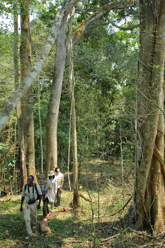 14. Rubondo Island Forest Walks Experience With Your Guide