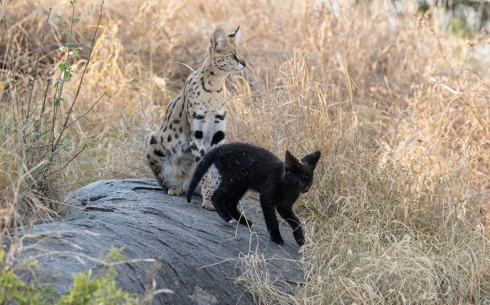 An adult serval with its melanistic kitten in the eastern Serengeti.