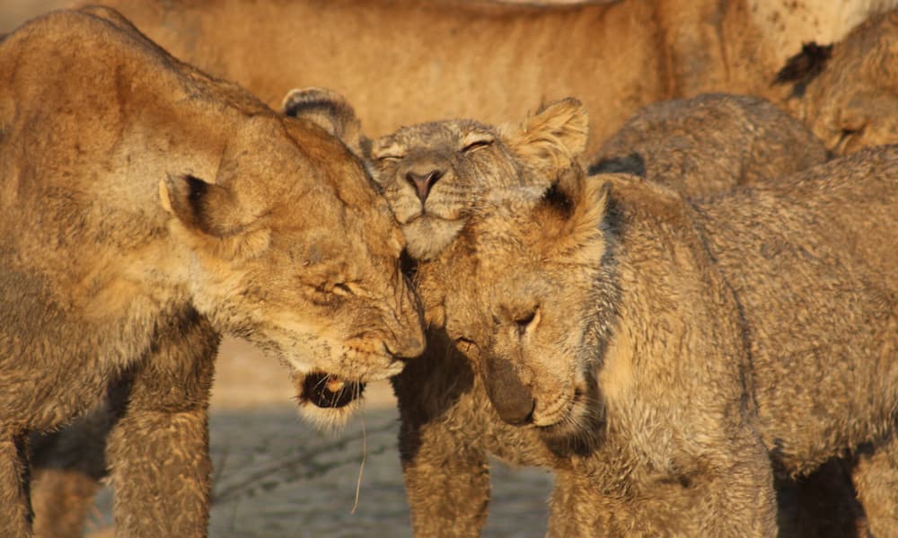 A pride of African lions greet each other with the rubbing of heads in the morning sunshine.