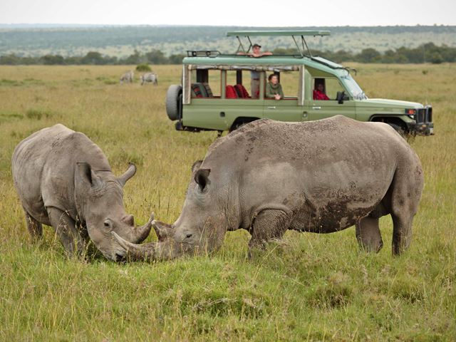 Asilia Ol Pejeta Bush Camp Game Drive Rhino And Zebra