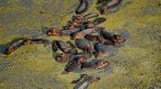 Selous Hippo From The Air RR