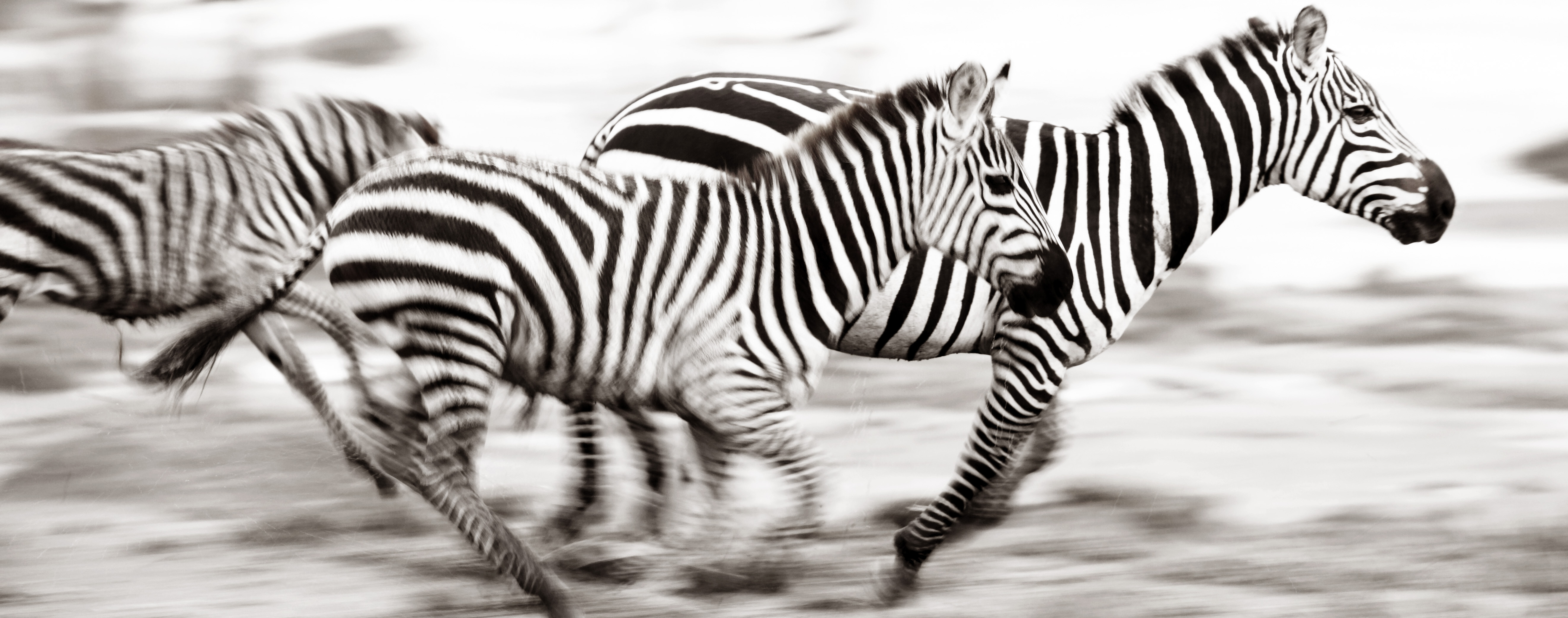 The collective noun for a herd of zebra is a dazzle