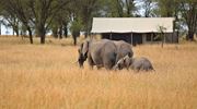 14. Kimondo Camp Elephants