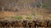 Selous Herd Of Buffalo RR