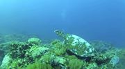 Fanjove Island Underwater Turtle <5Mb