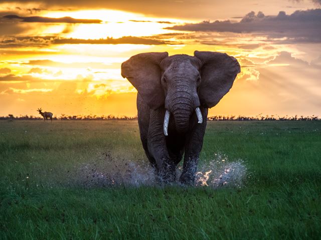 16. Encounter Mara Elephant Sunset