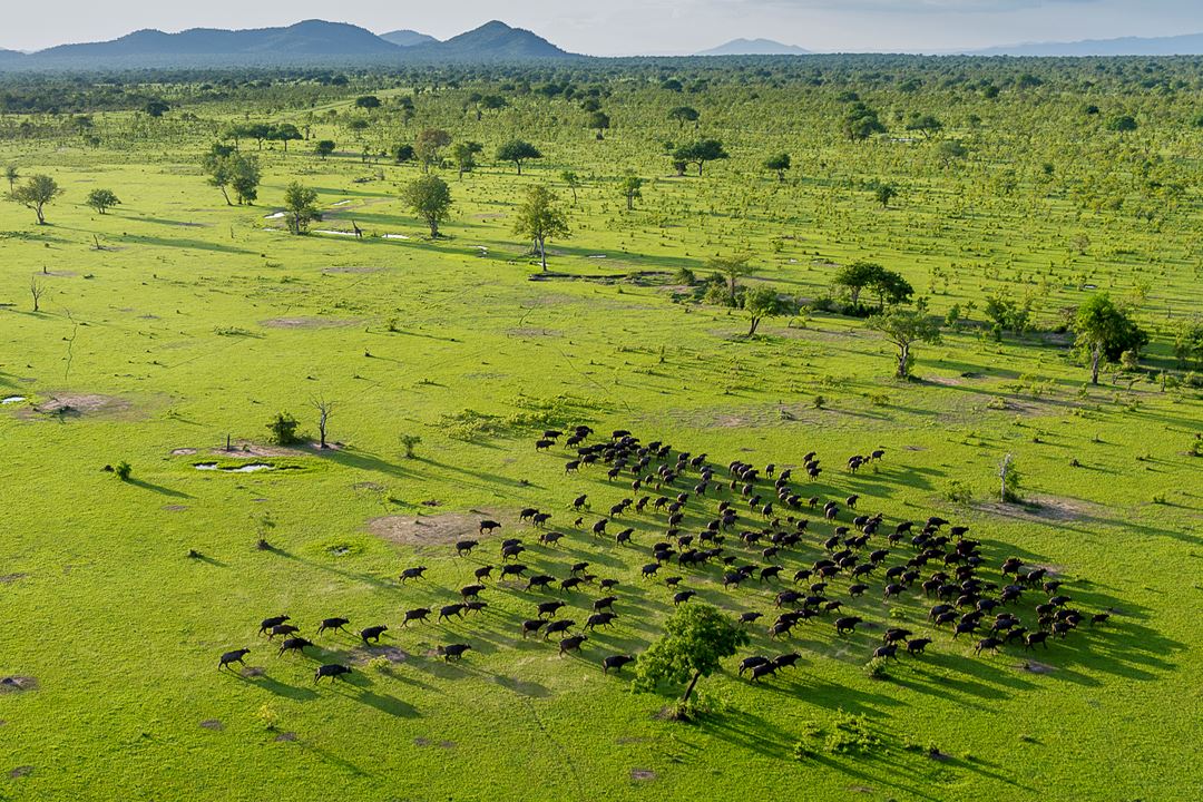 Selous Buffalo From The Air RR