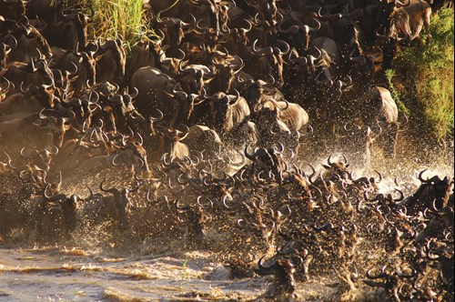 river crossing during the Great Migration