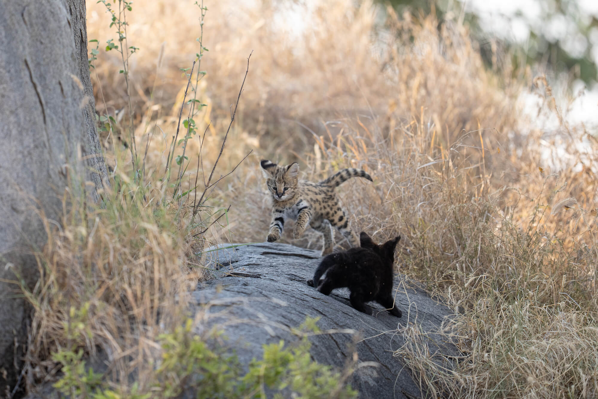 a rare melanistic serval kitten, playing on a rock with a 'normal' looking serval kitten,  surrounded by the long grass of the serengeti