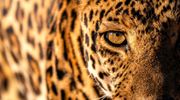 Usangu — Close Up Of A Beautiful Leopard