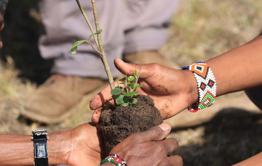 Tree planting in the Naboisho Conservancy