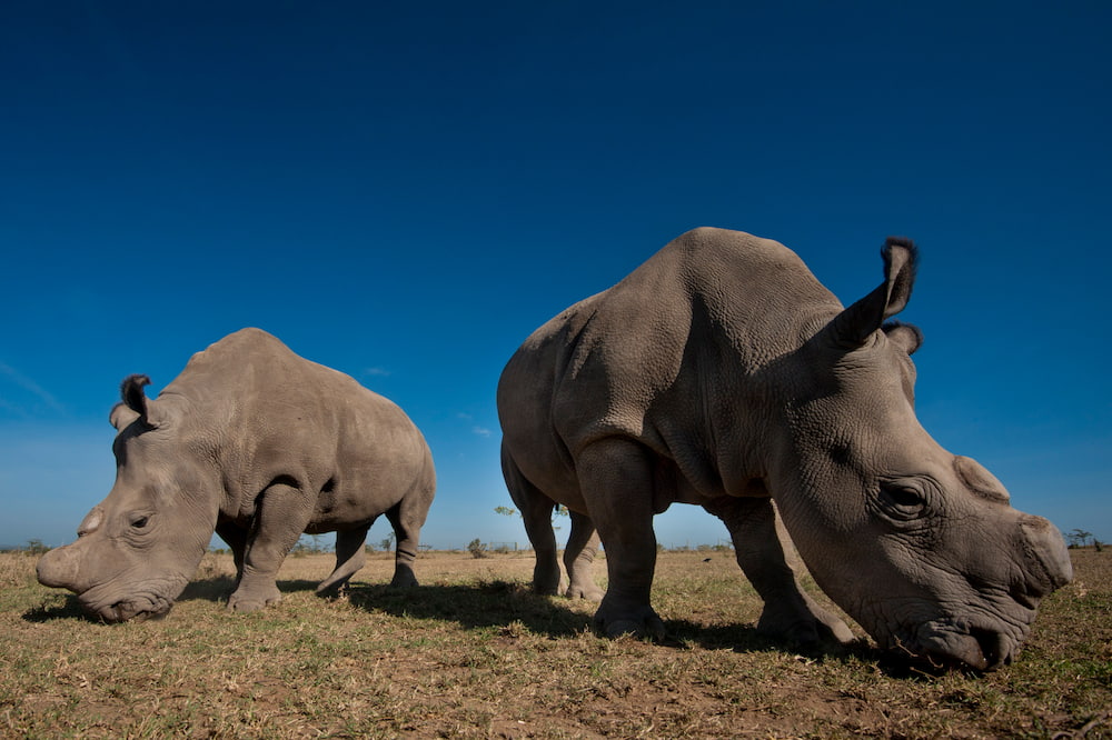 The endangered wildlife enclosure holds the world’s last two northern white rhino.