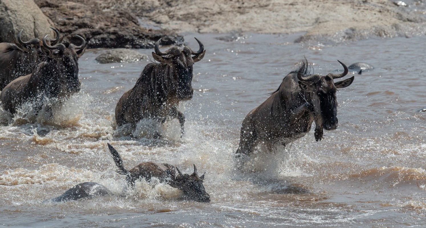 The Great Migration Asilia (8) Wildebeest Crossing The River
