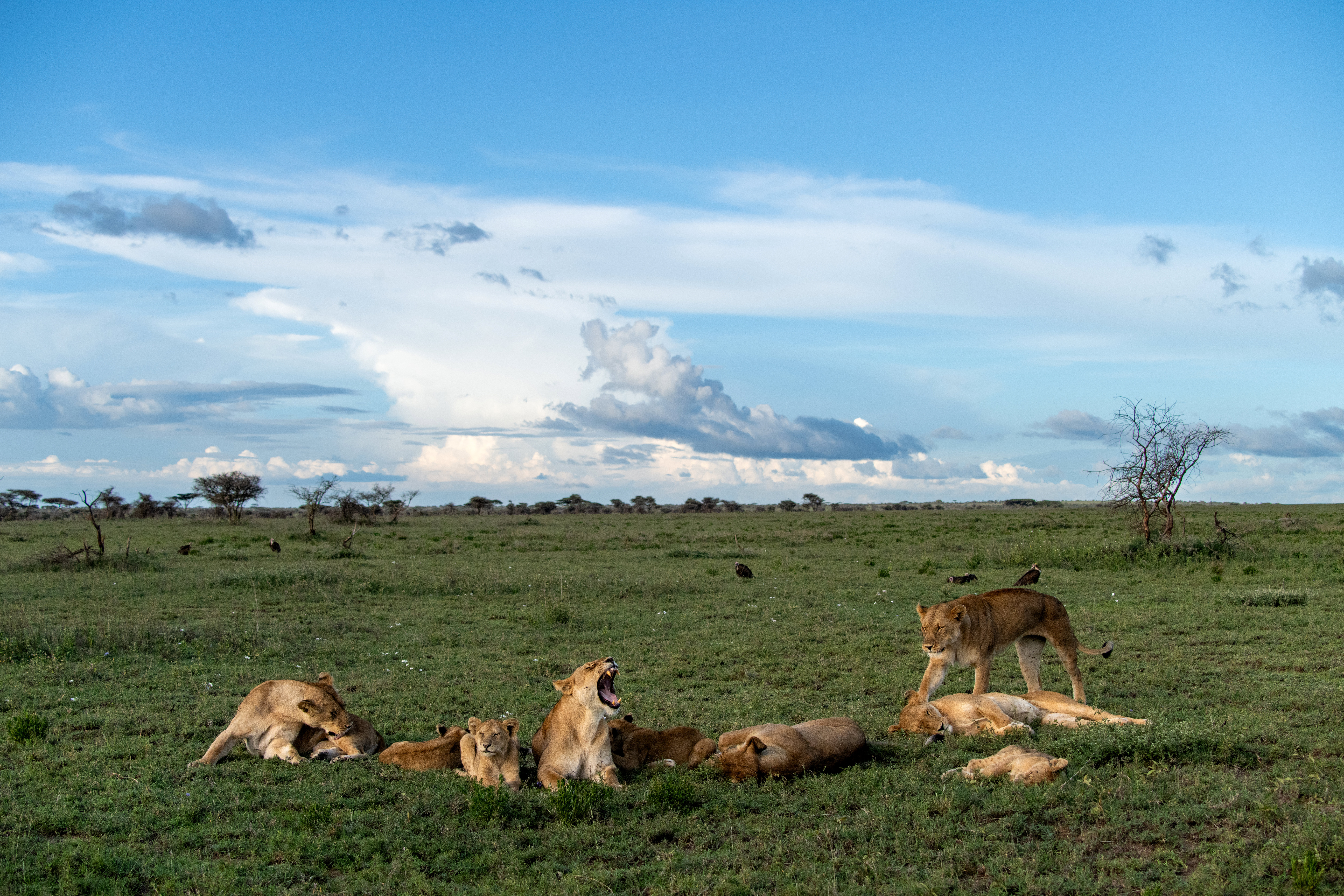Lions laze in the lush grass of green season