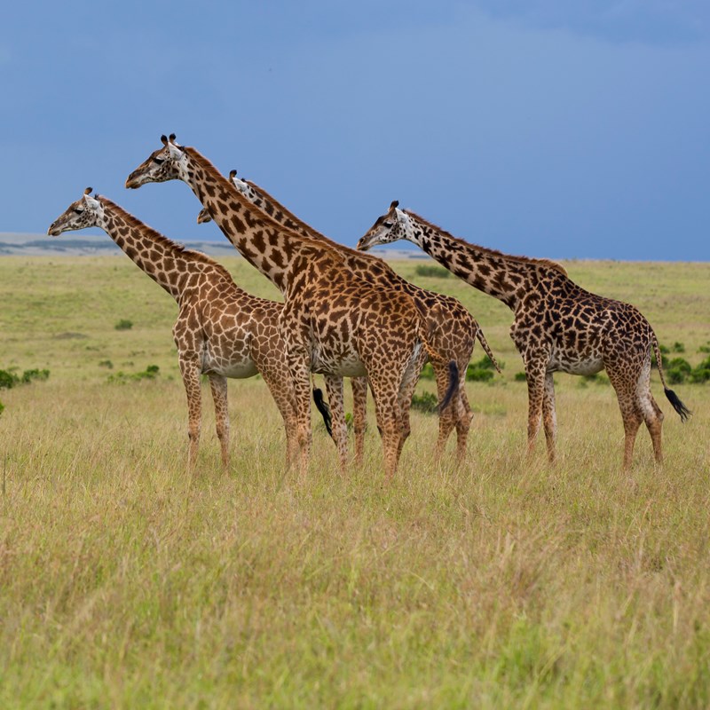 16. Rekero Camp Giraffe Family Masaai Mara HR