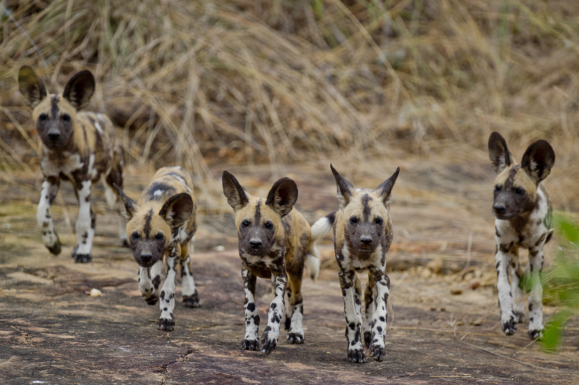 A pack of wild dog in Nyerere National Park - rare Africa safari animals