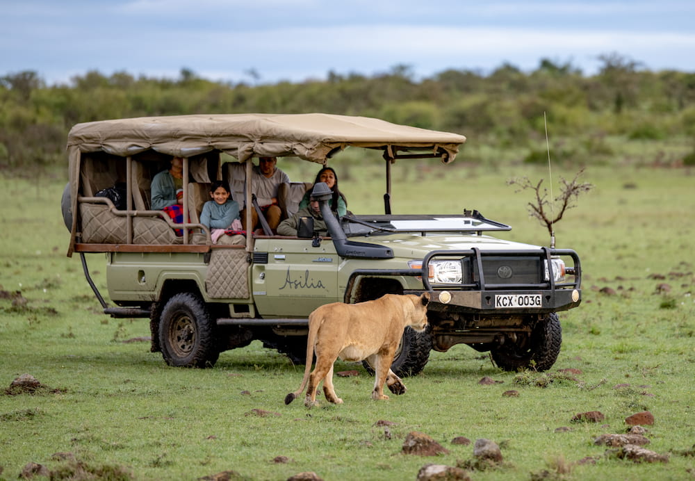 A family on safari enjoys a close encounter with a lioness