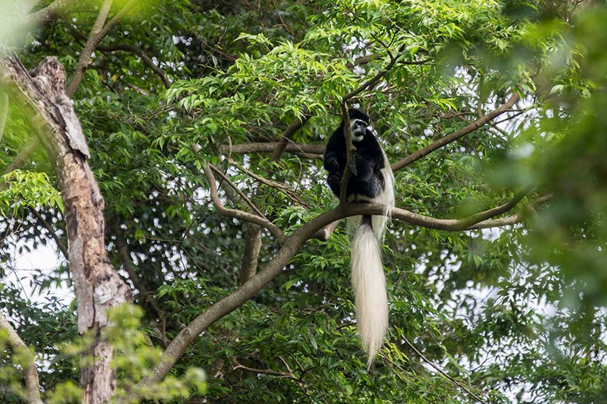 Colobus In The Tree <5MB