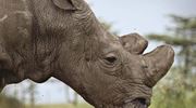 OPBC Rhino Portrait