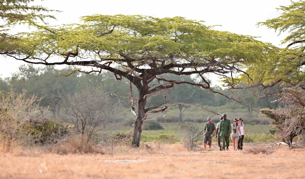 Nyerere National Park offers a great diversity of terrain for walking safaris