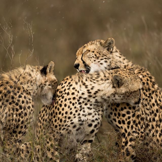 Namiri Plains GT Eastern Serengeti Three Cheetah Reduced Size