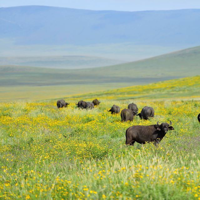 The Highlands Buffalo In Ngorongoro