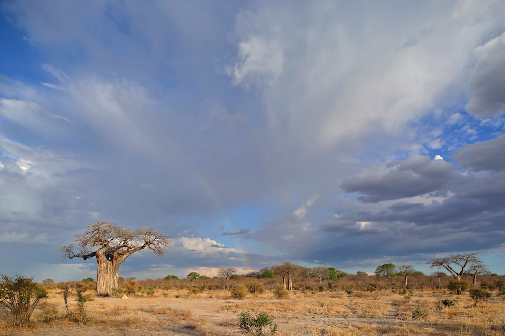 Ruaha National Park offers incredible landscape views through the dry season