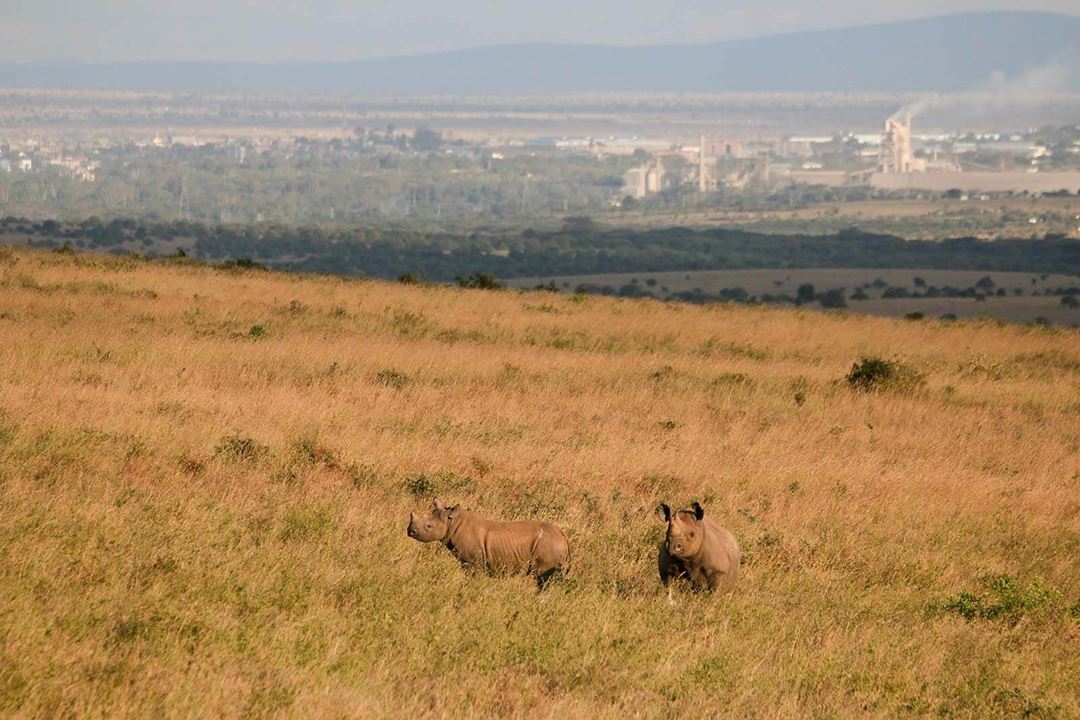 Nairobi Rhino In Nairobi National Park