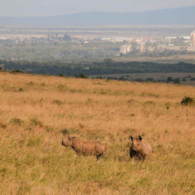 Nairobi Rhino In Nairobi National Park