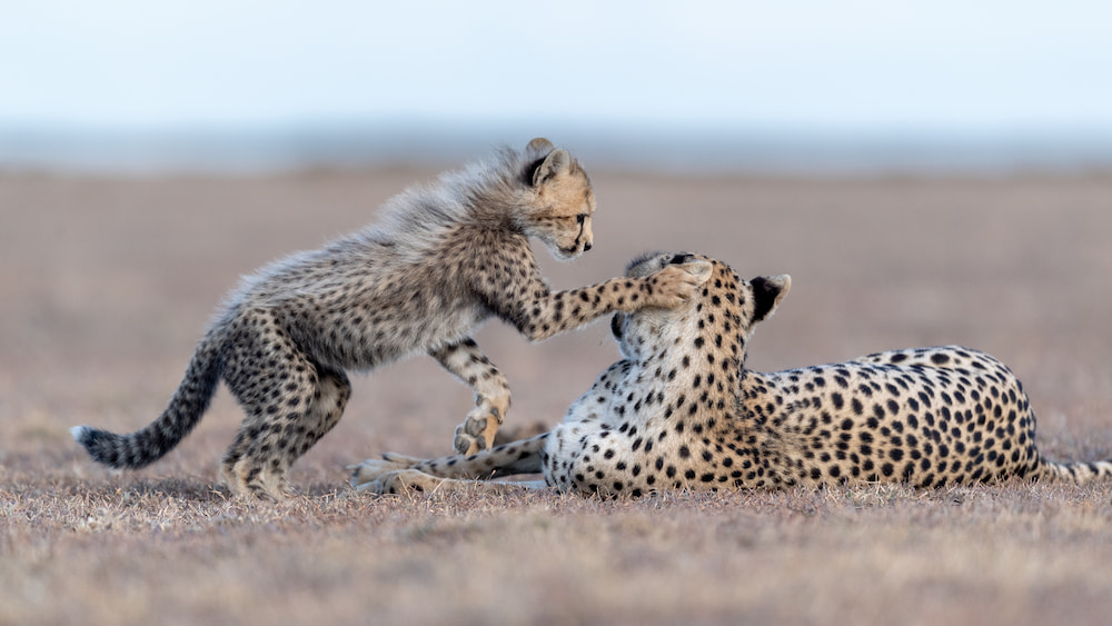 A cheetah cub and its mother on the open grasslands of Namiri Plains