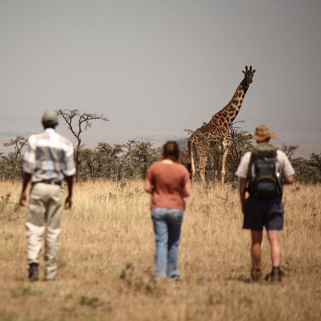 Naboisho Camp Guests Staff Walking Safari Giraffe