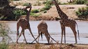18. Giraffes Drinking By Carlotta Crespi