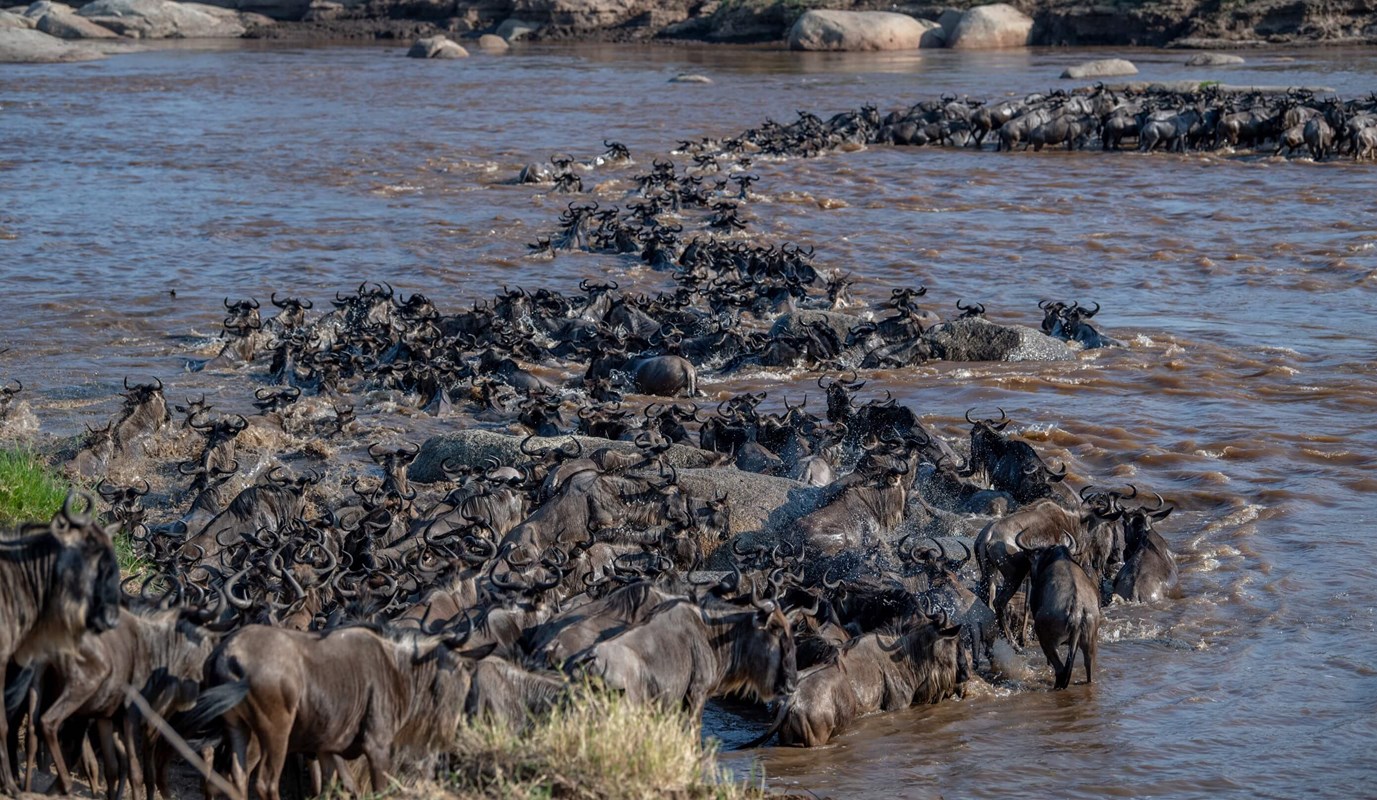 The Great Migration Asilia (11) River Crossing 6