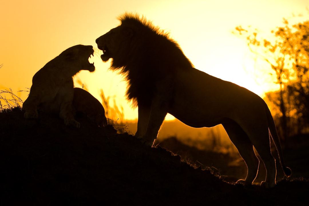 lions-sunset-Serengeti-Safari-1024x680.jpg