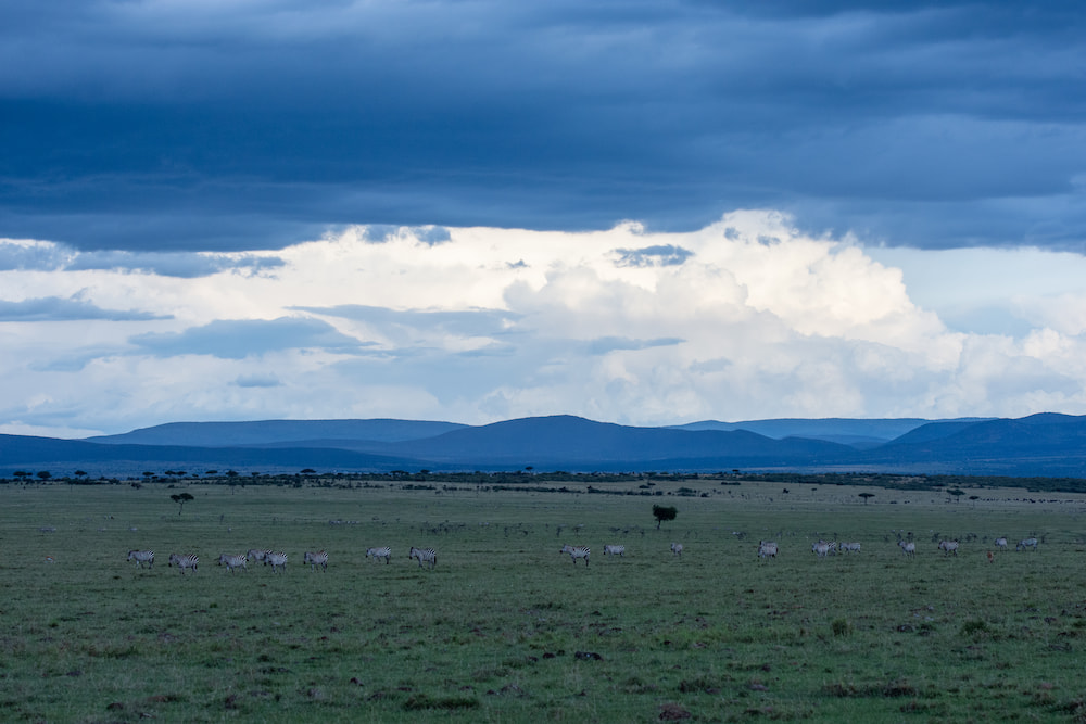 The open plains of the Naboisho Conservancy beneath a dramatic sky