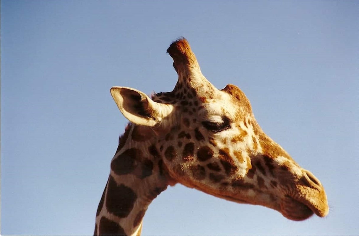 Olpejeta Giraffe Kenyasafari LR